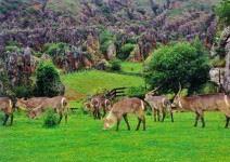 Parque de la Naturaleza de Cabárceno + Almuerzo (1 jornada)