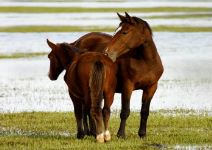 Visita del Parque de Doñana (4 horas) - A partir de 14 años