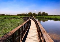 Visita guiada a la Tablas de Daimiel (2h)