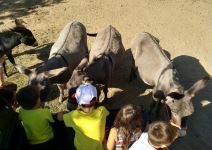 Actividades de Granja Escuela - ALBERGUE EL ARENAL