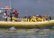 Observación de Delfines (1/2 jornada) - Arrábida