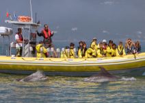 Coasteering + Delfines (1jornada)