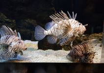 Visita guiada BIOPARC Acuario de Gijón (2h)