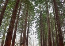 Bosque de Secuoyas (2h)