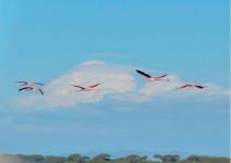 Ruta del flamenco (2h)