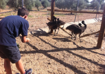 P7- Día 2: Huerto, Tirolina y Carrera de orientación,