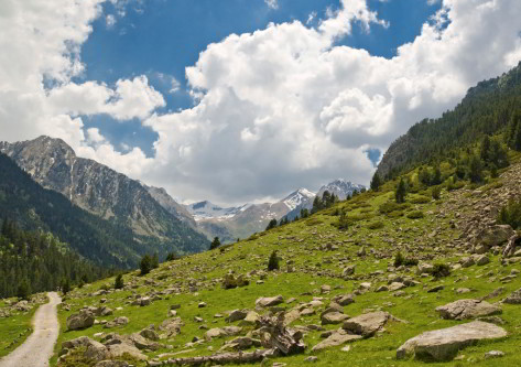 Boi Taull Montaña del Pirineo