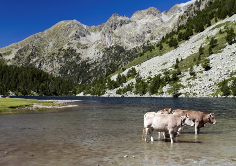 vacas en el lago de  la estcaión de esqui en boi taull