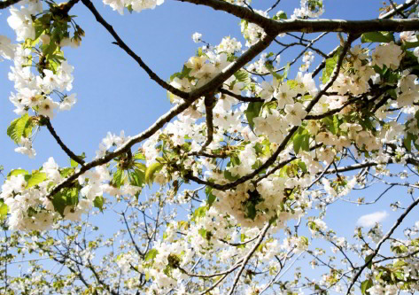 Flores en de un árbol en caceres