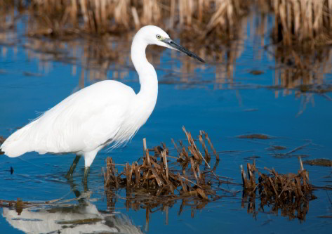 Garza en el Delta del Ebro