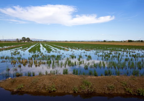 Marisma del Delta del Ebro