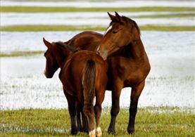 Caballos en huelva