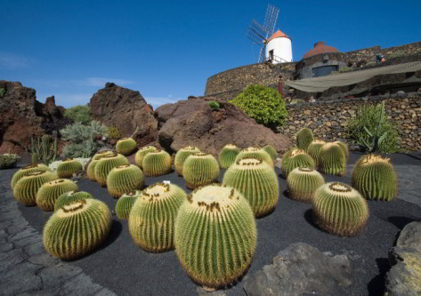 Captus en la isla de Lanzarote