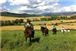 Vuelta a Caballo por Cerdanya