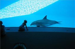 Alumno observandno a delfin en el Delfinario